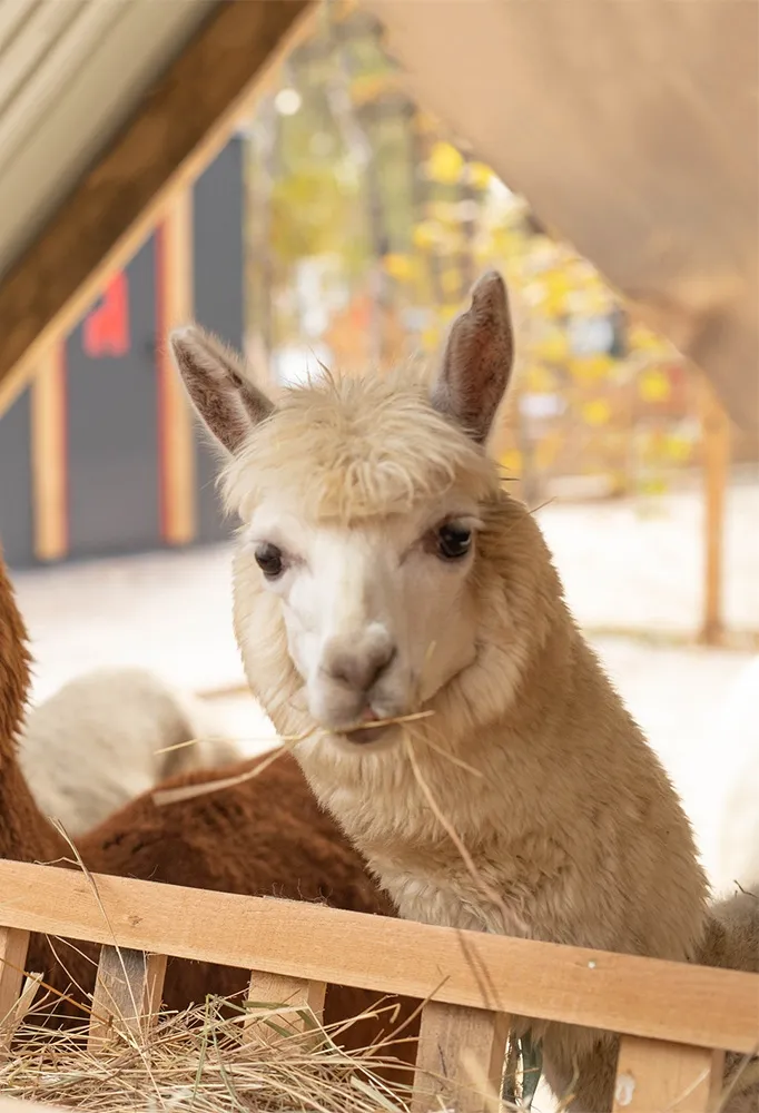 Парк альпак «Пача Мама»