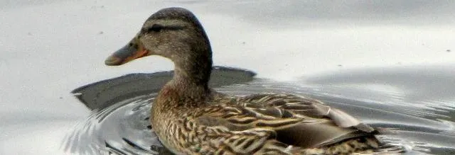 Орнитологическая экскурсия у озера Оброчное