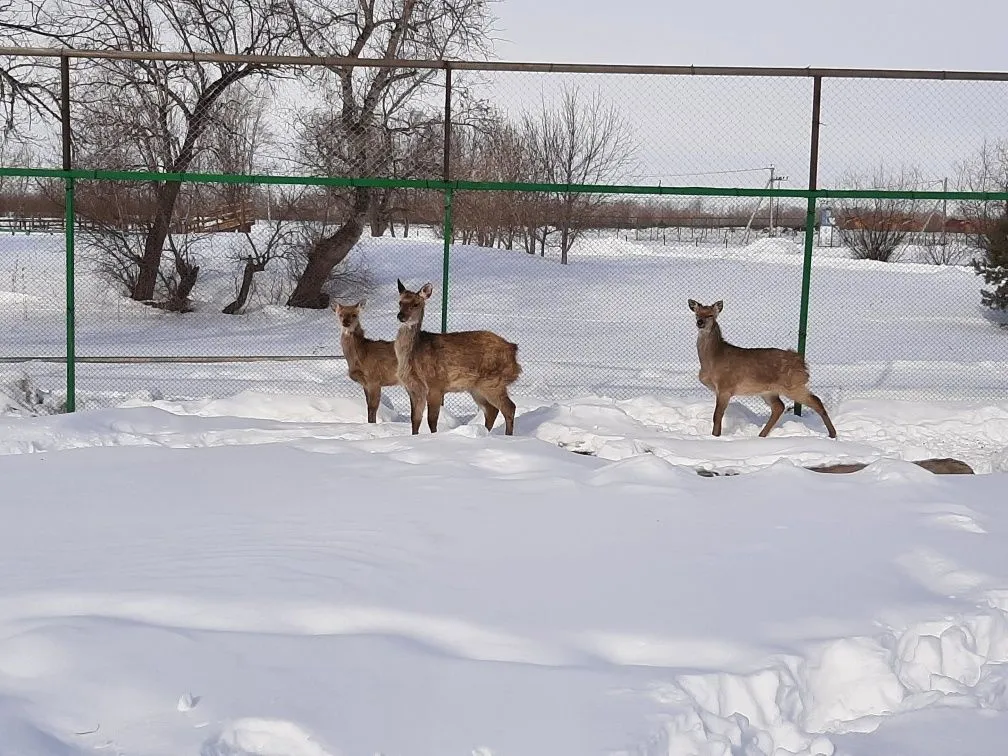 База отдыха «Березовка»