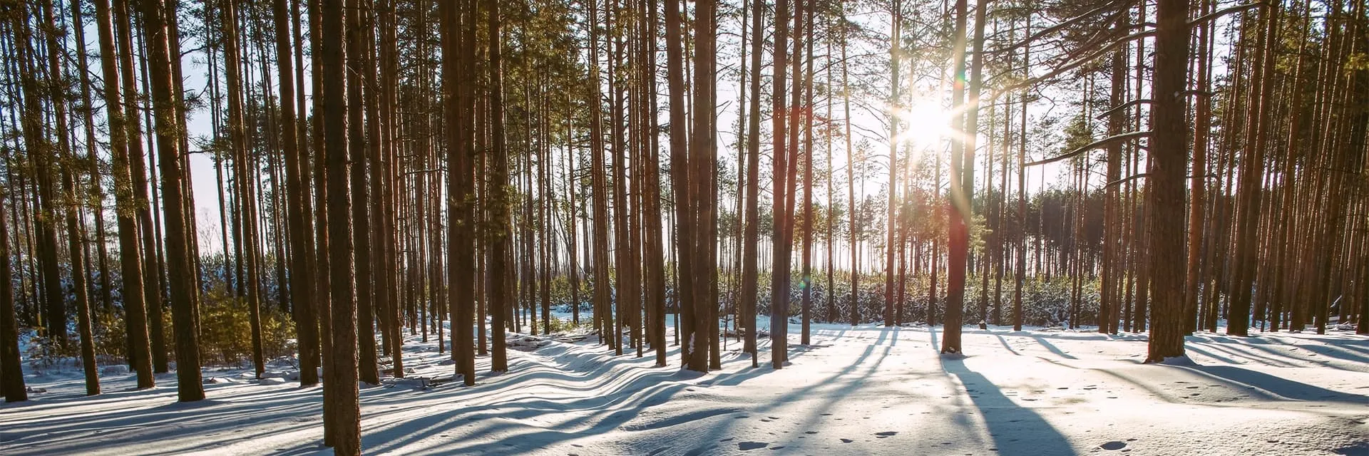 Семейный поход с игрой «99 ночей»