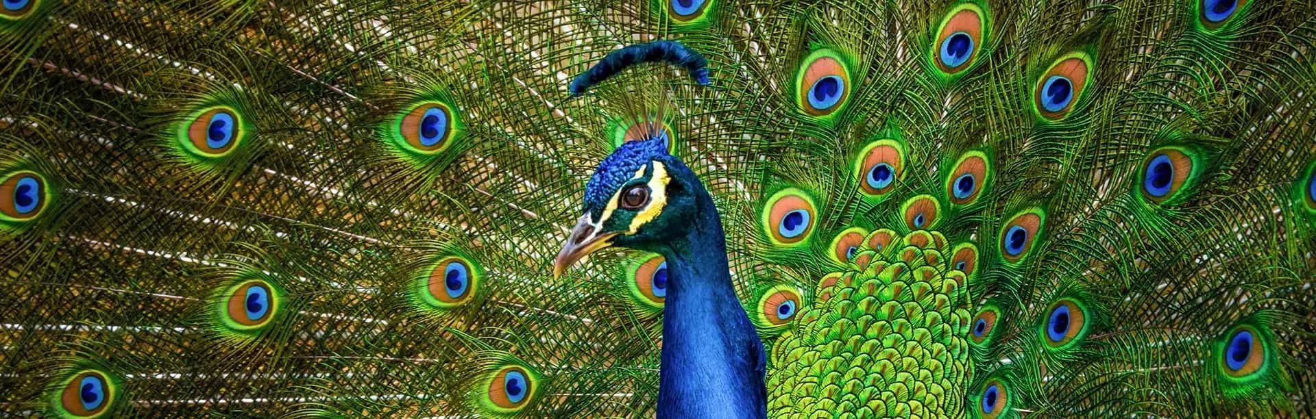 Мини-зоопарк на базе отдыха «Верхний бор»