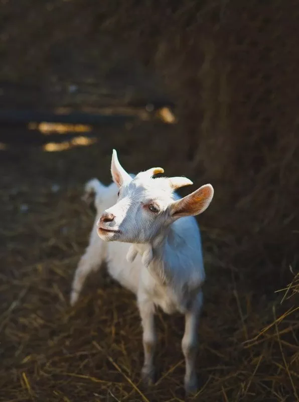 Страусиная ферма «Тюменский страус» Страусиная ферма «Тюменский страус»