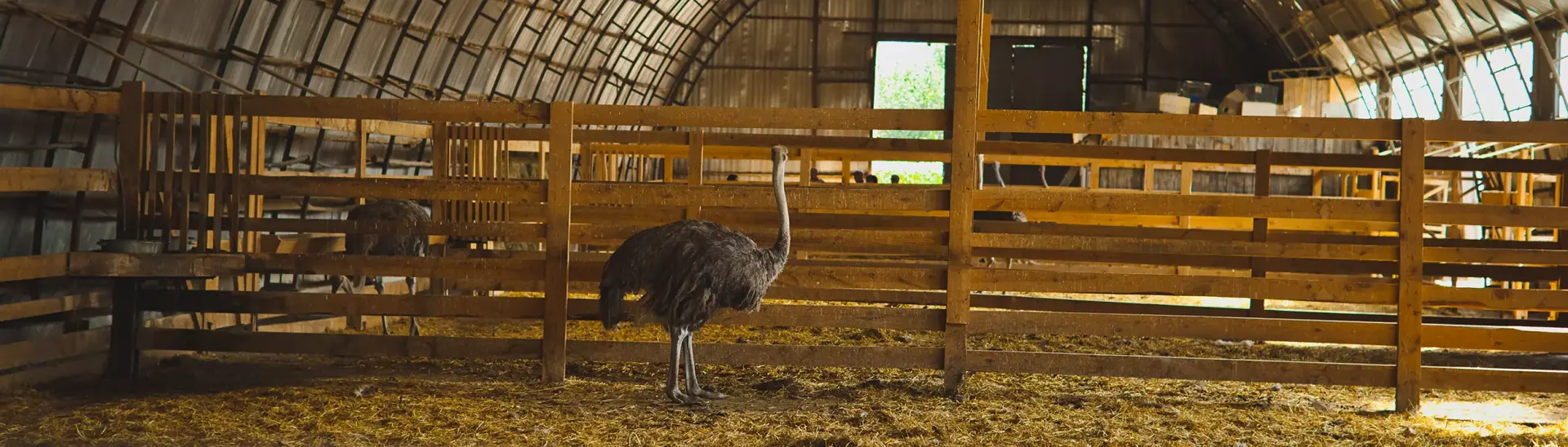Страусиная ферма «Тюменский страус»
