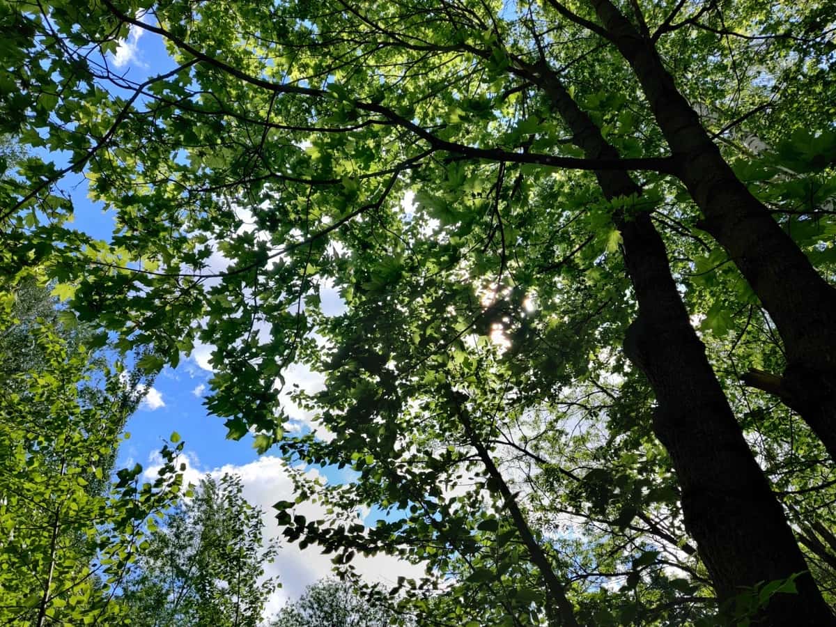 дендропарк3-3