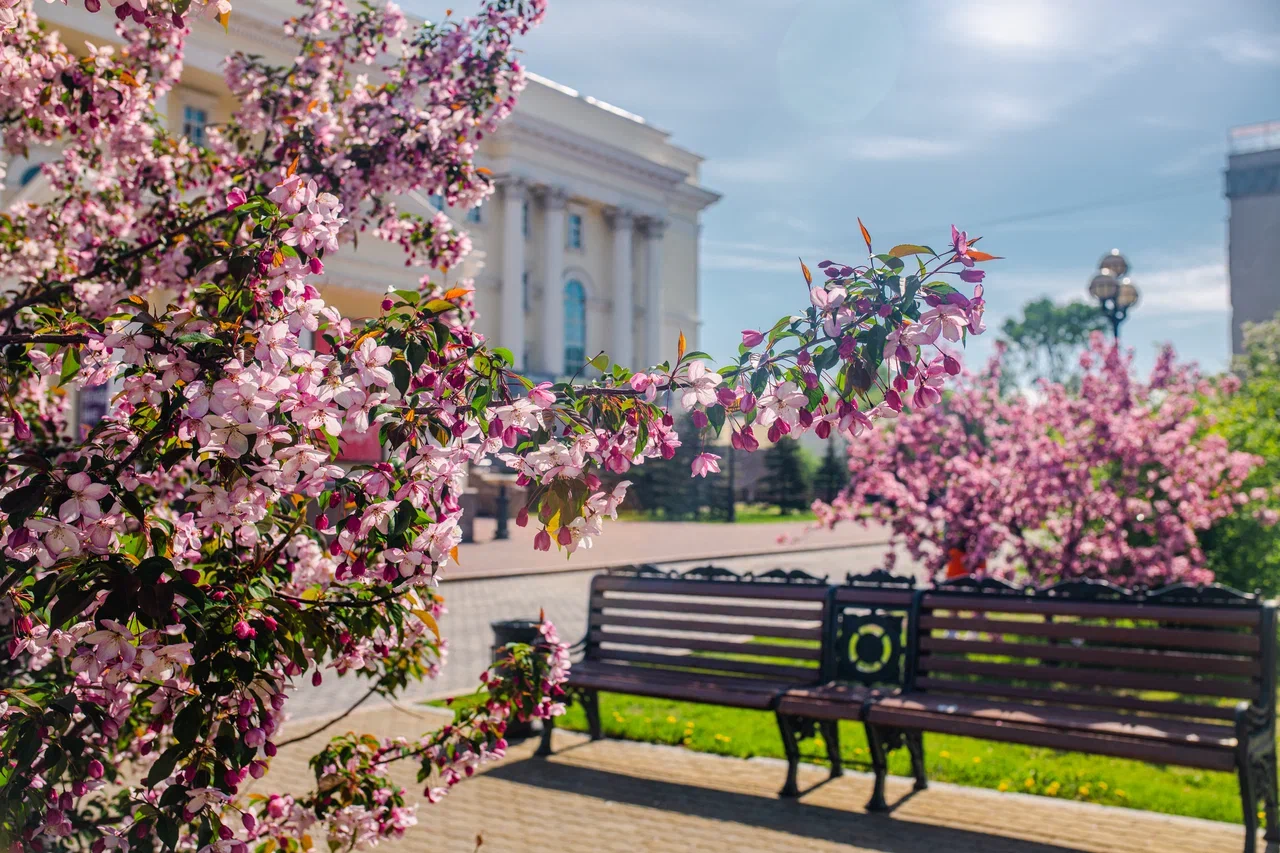 Яблоневая аллея у драмтеатра