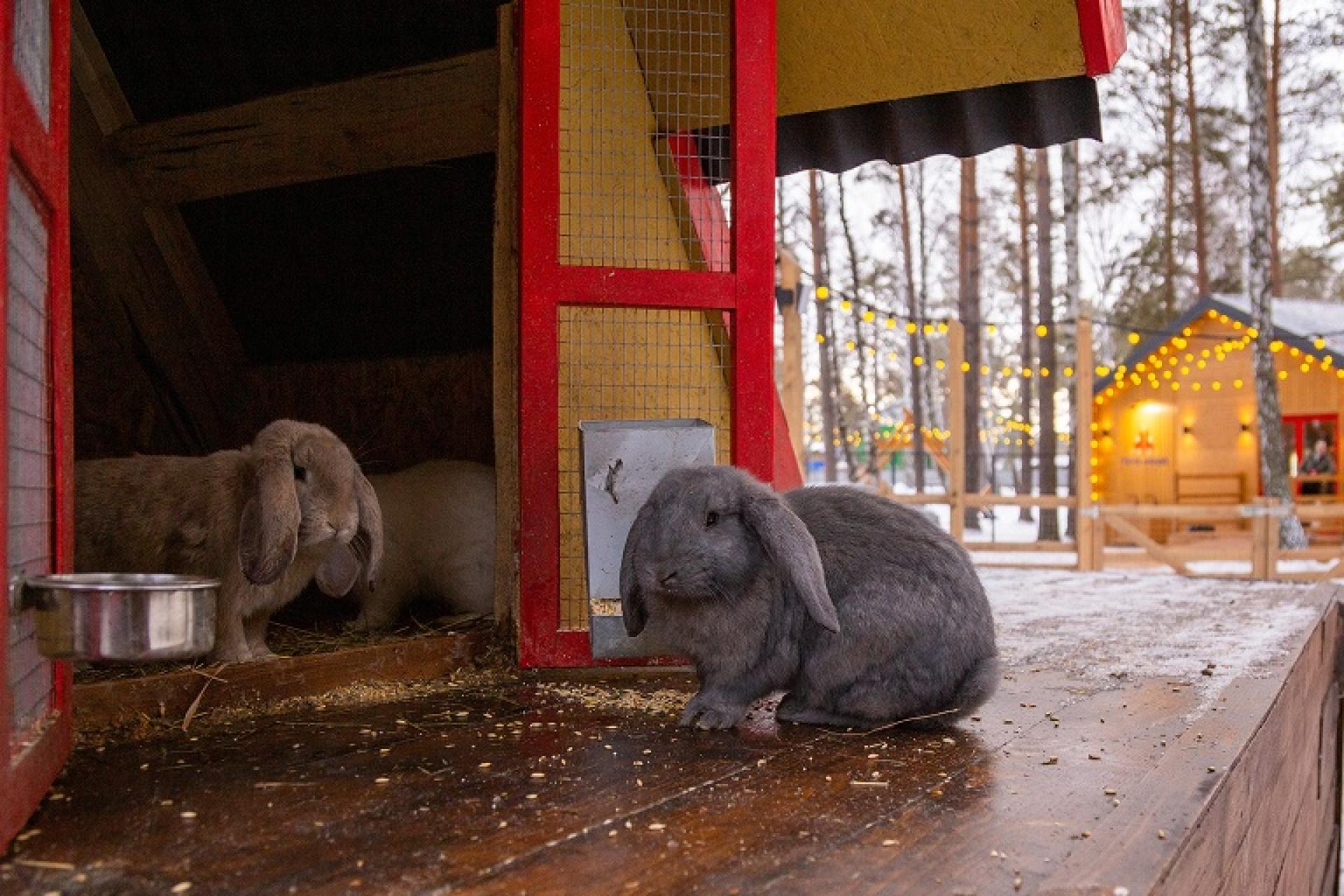 Парк альпак «Пача Мама»