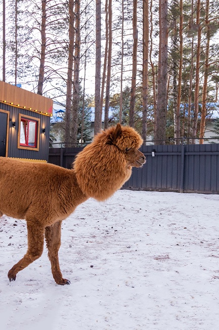 Парк альпак «Пача Мама»
