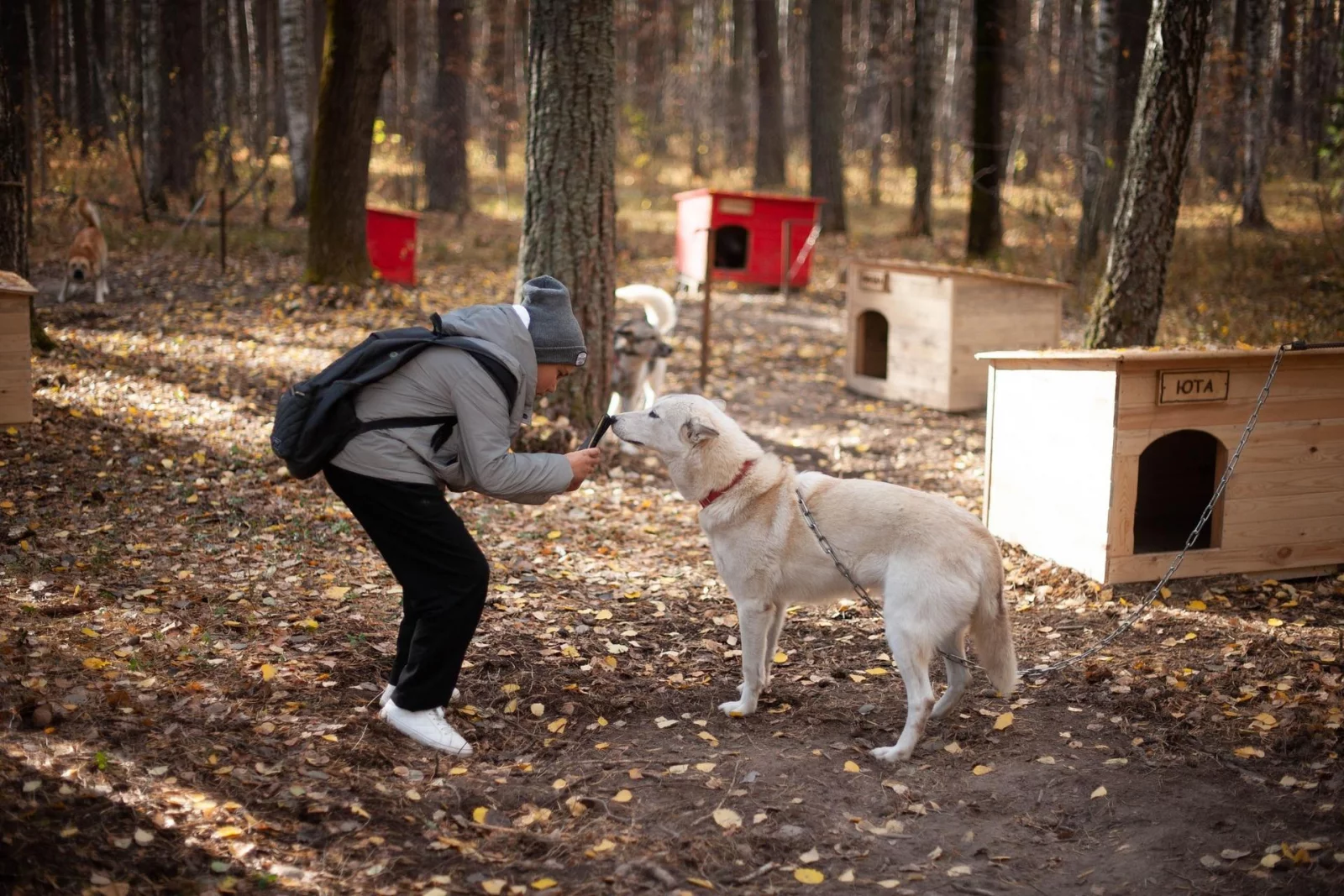 Экскурсия к ездовым собакам «Пушистое счастье»