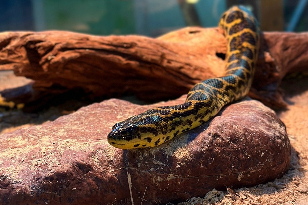 Зоопарк на базе отдыха «Сосновый бор»