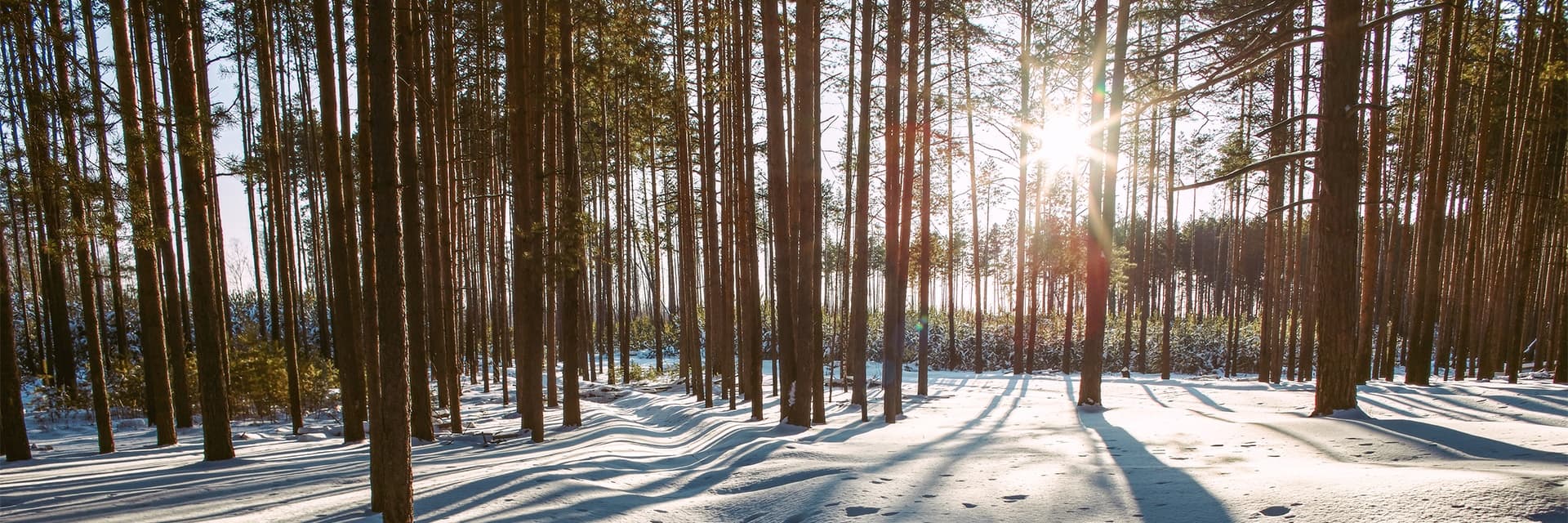Семейный поход с игрой «99 ночей»