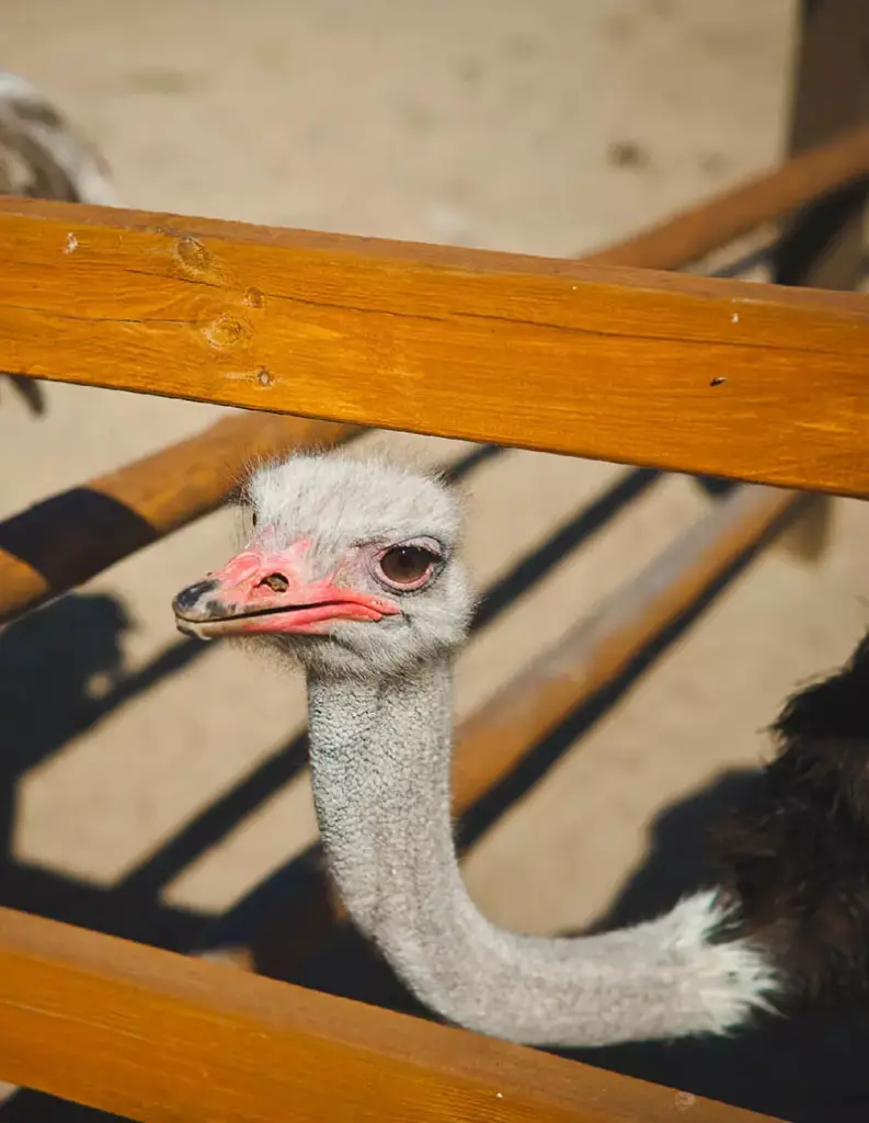 Федерико Арнальди 5-2