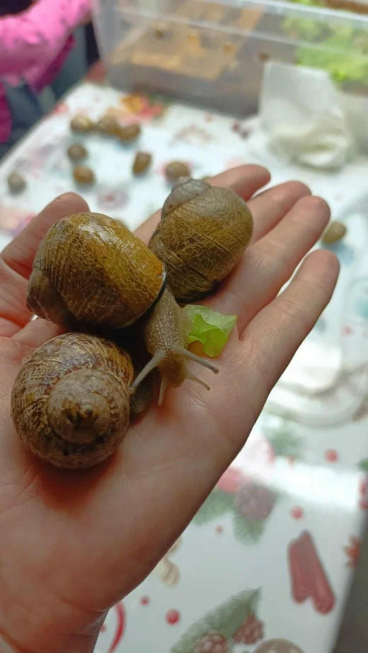 Гастрономическая экскурсия на улиточную ферму - картинка 1