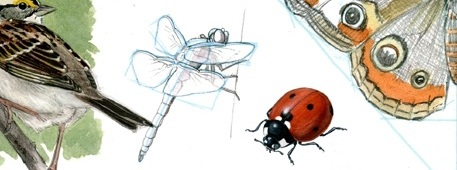 Мастер-класс по анималистике «Рисуем насекомых»
