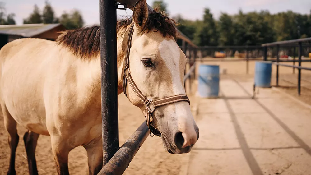От Орловского рысака до Конька-Горбунка 3