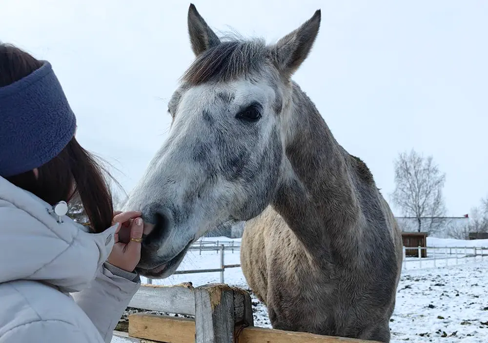 Экскурсия по конноспортивному клубу «Олимпия» - картинка 1