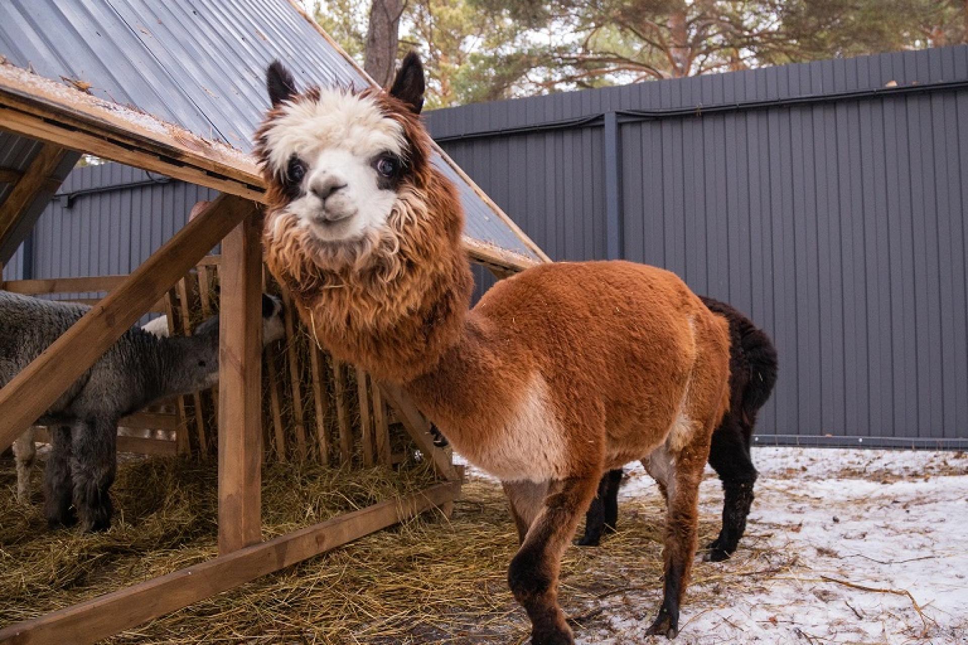 Парк альпак «Пача Мама»