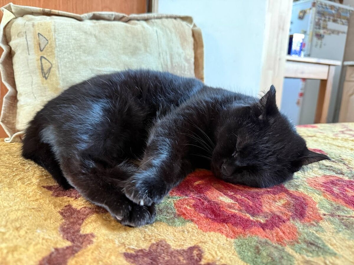 Пряничные «Нехухрымухры» 1