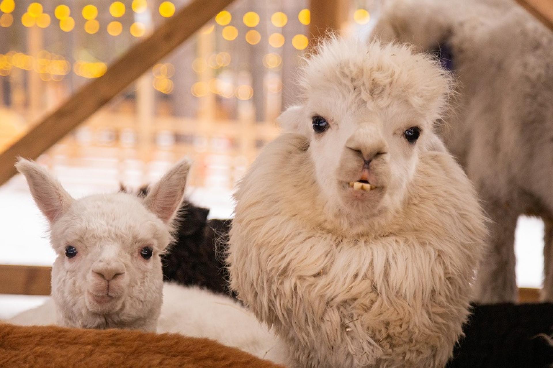 Парк альпак «Пача Мама»