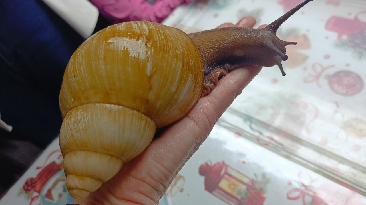 Гастрономическая экскурсия на улиточную ферму - картинка 1