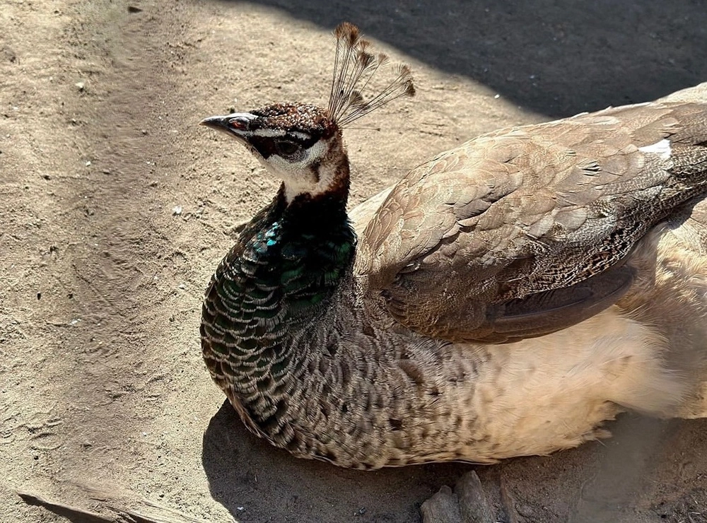 Зоопарк на базе отдыха «Сосновый бор»