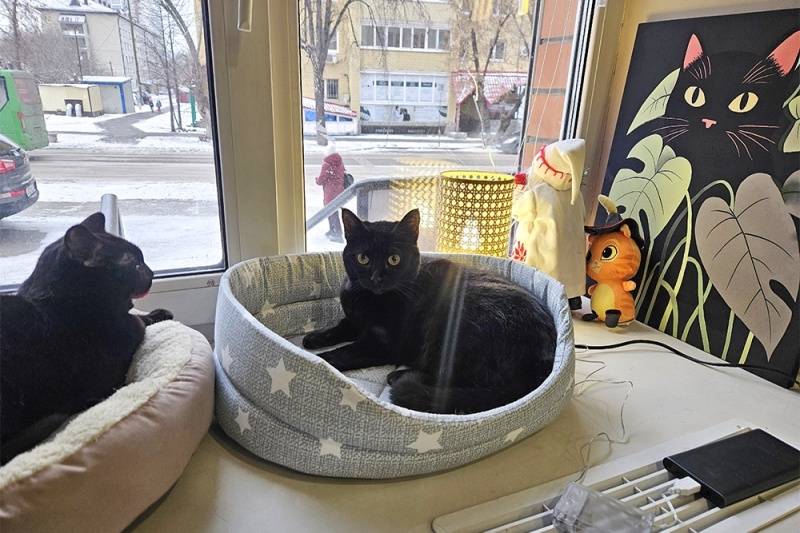 Тюменское котокафе