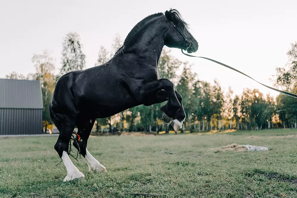 От Орловского рысака до Конька-Горбунка 1