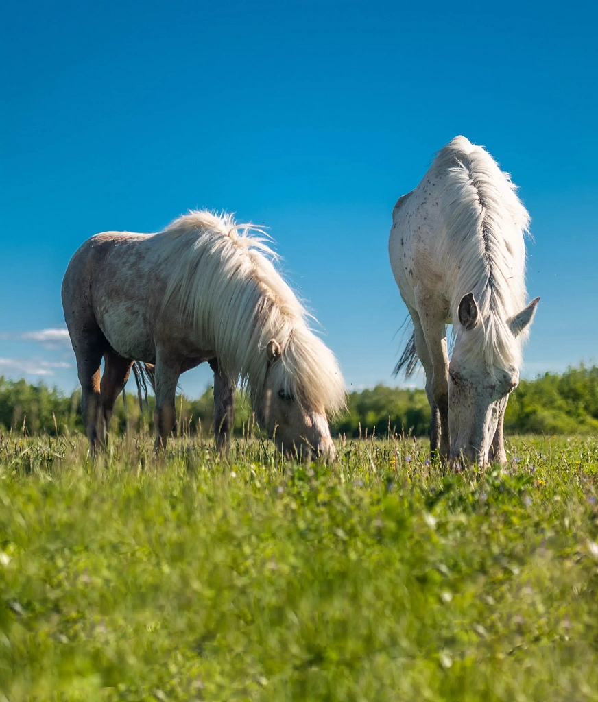 Агроглэмпинг «Золотая подкова»: катание на лошадях, баня и сельское подворье
