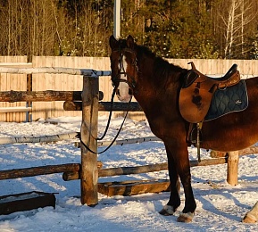 Экскурсия «В гостях у сибирских казаков»