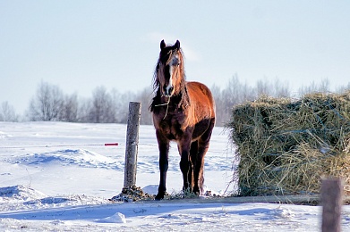 Экскурсия в конноспортивный клуб «Пегас»