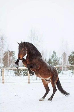 Экскурсия «От Орловского рысака до Конька-Горбунка»